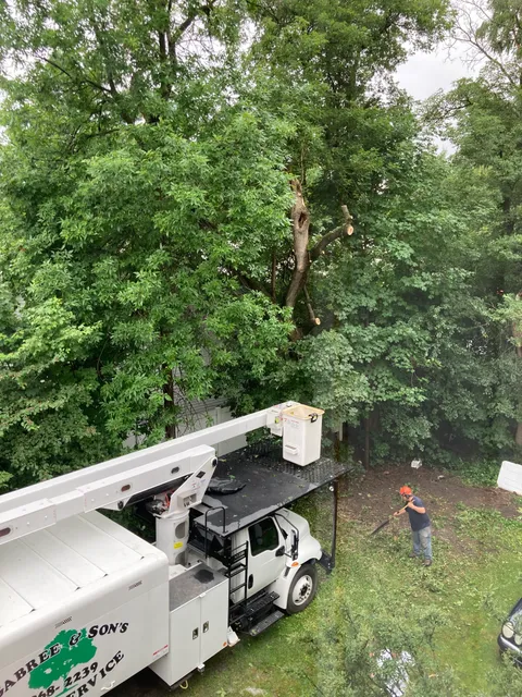 Gabree & Son Tree Services work photo