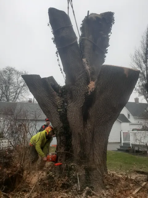 Northeast Tree LLC work photo