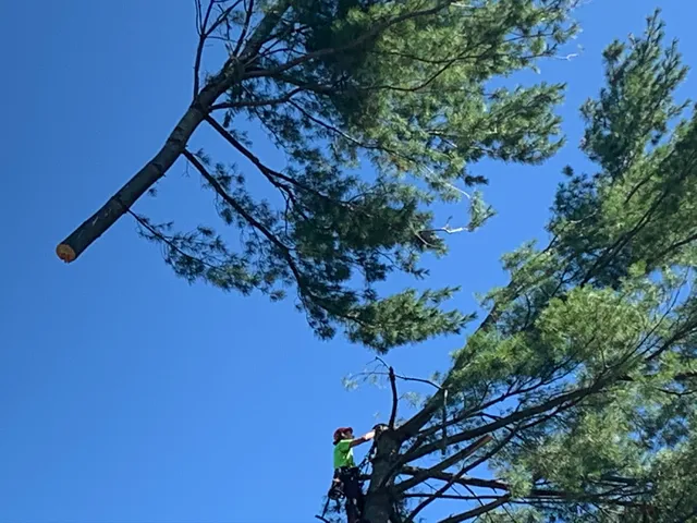 Dillon Tree Service work photo