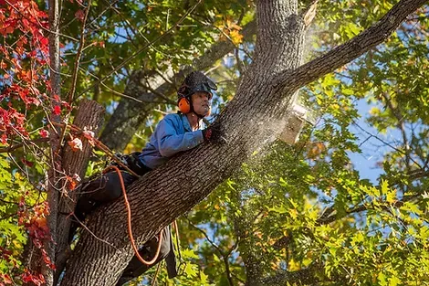 Berkshire Tree Trimming Service