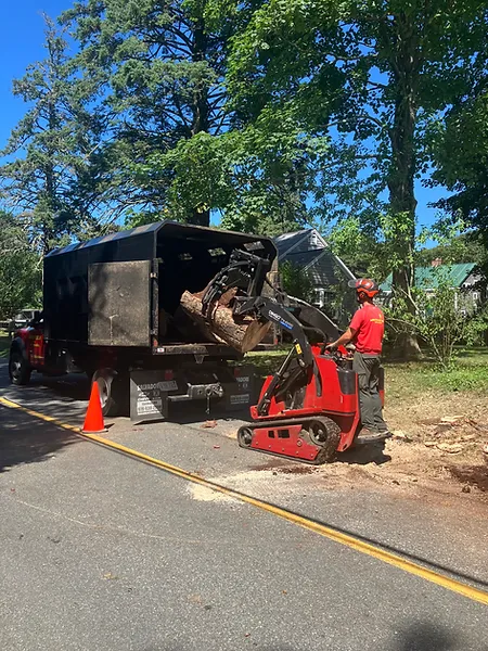tree work on cape cod, Brewster Massachusetts