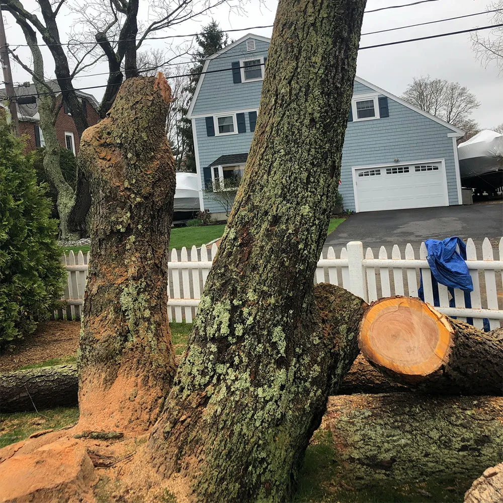Pro Tree Service researched project photo