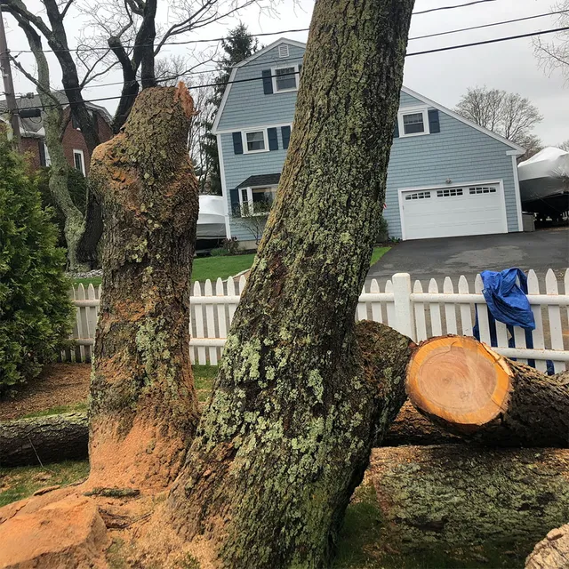 Pro Tree Service researched project photo