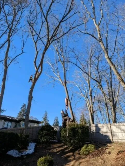 work photo from treetechinc.net