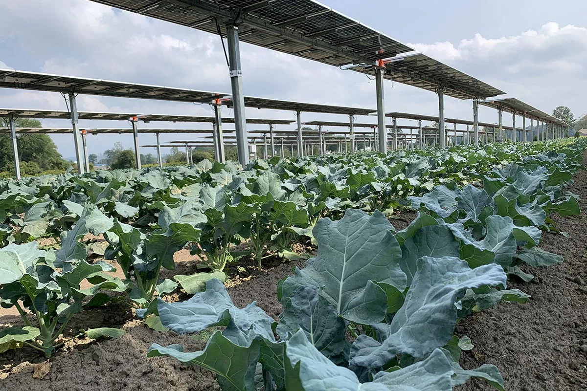 Broccoli thriving under agrivoltaics system