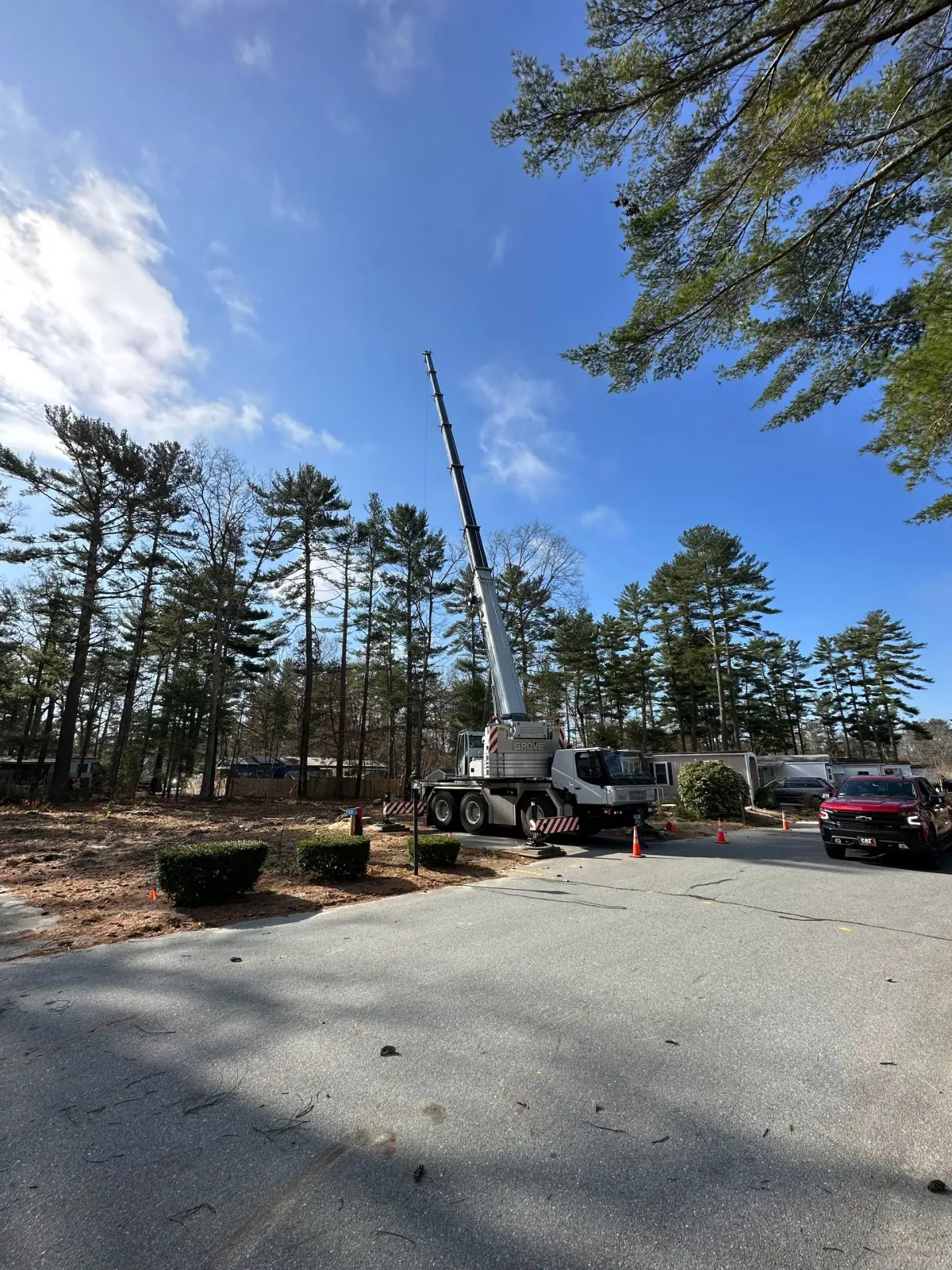 work photo from peterprotree.com