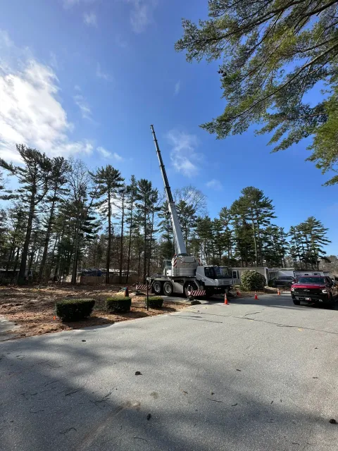 work photo from peterprotree.com