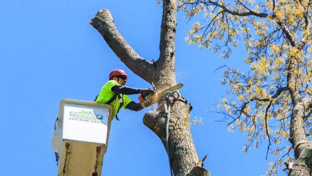 Tree Removal