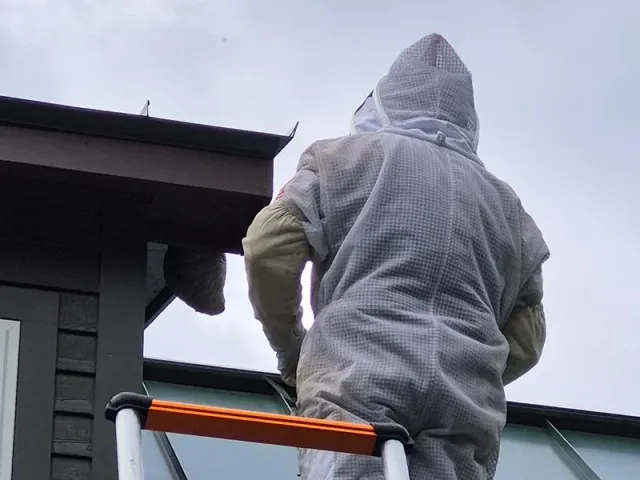 Which Stinging Insects Are Active Around Maine Homes This Summer?