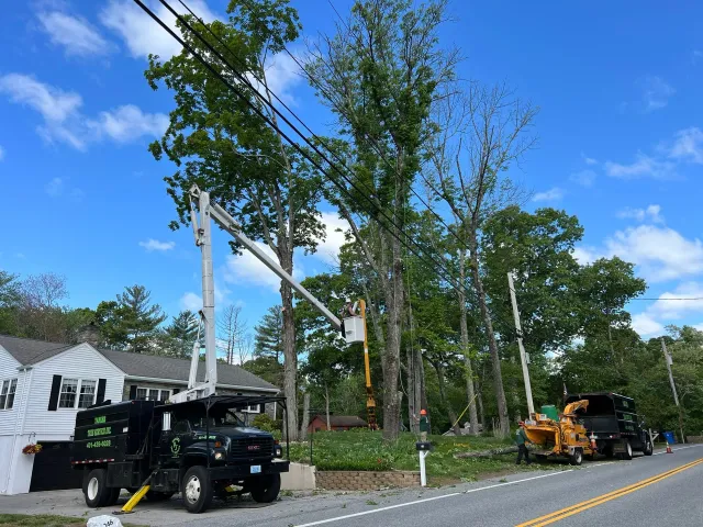 Yankee Tree Service recent project