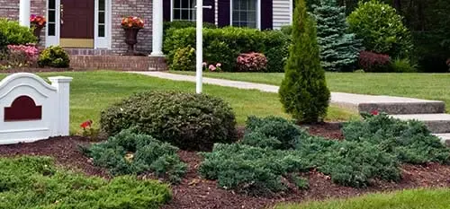 Plant health in Lunenburg involves deep-root fertilization and other services.