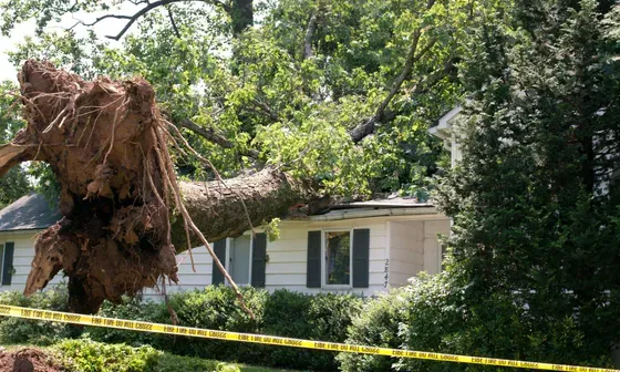 tree removal warwick ri