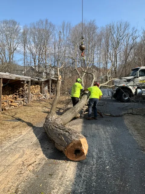 work photo from arbortechct.com