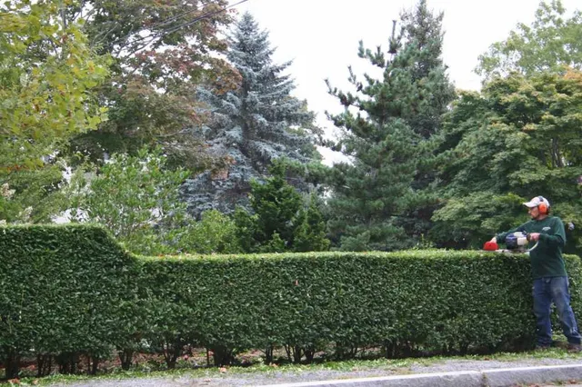 Hedge & Shrub Care
