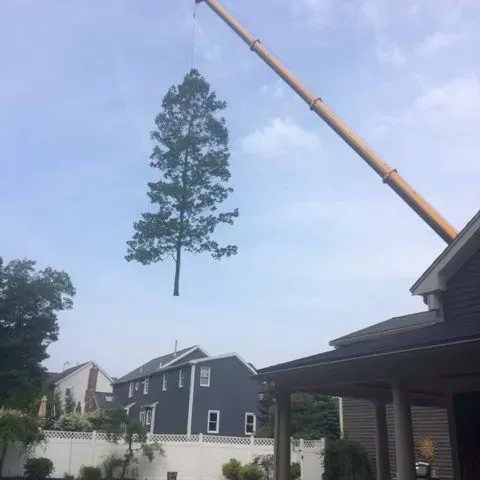 Tree Removal