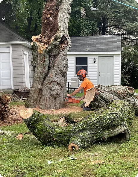 Tree removal services