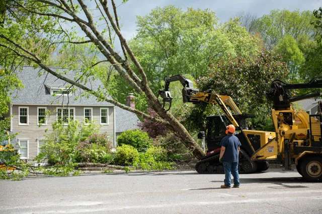 Professional Tree Removal