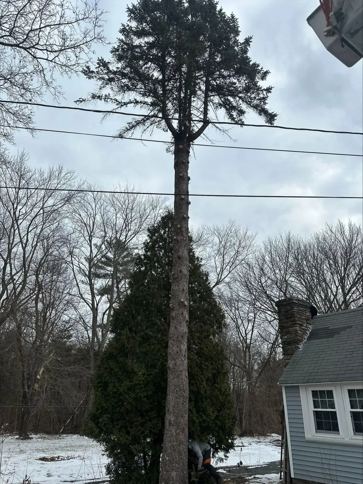 Tall, slender tree with dark green foliage; power lines above; cloudy sky.