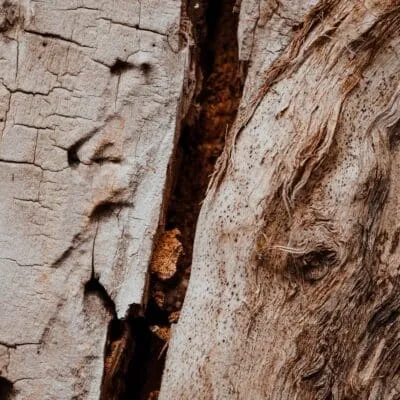 Deep vertical crack splitting the bark of a tree trunk