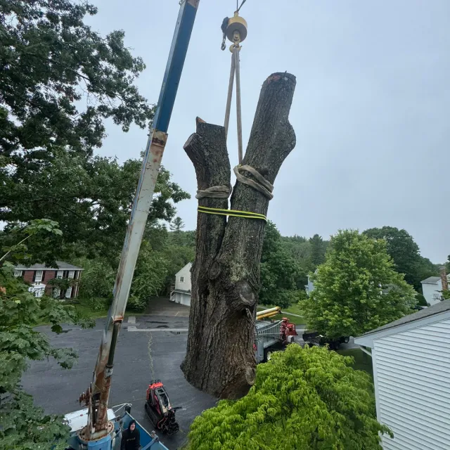 work photo from dovercountrytrees.com
