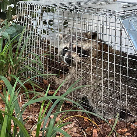 Bunk's Skunk and Varmint Removal work photo