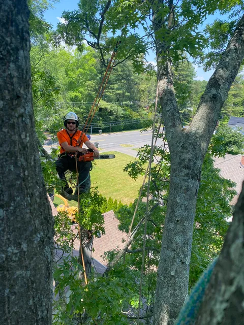 Happy Tree Care LLC work photo