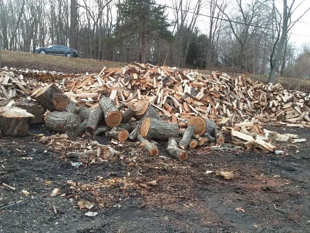 P&G Tree Service work photo