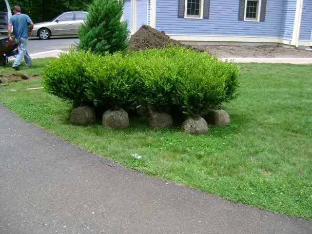 work photo from vpitollandscape.com