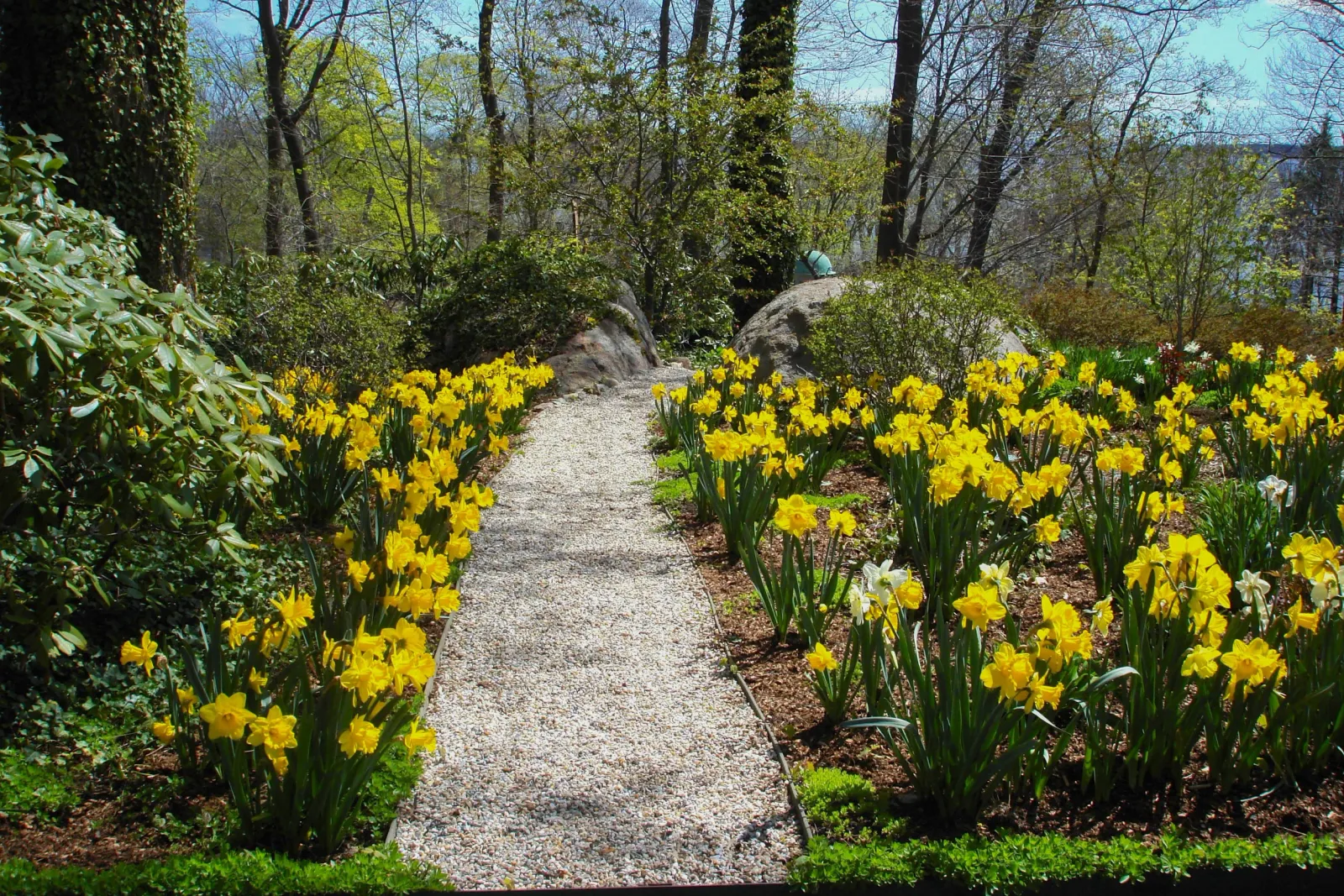 Spring Garden With Daffodils