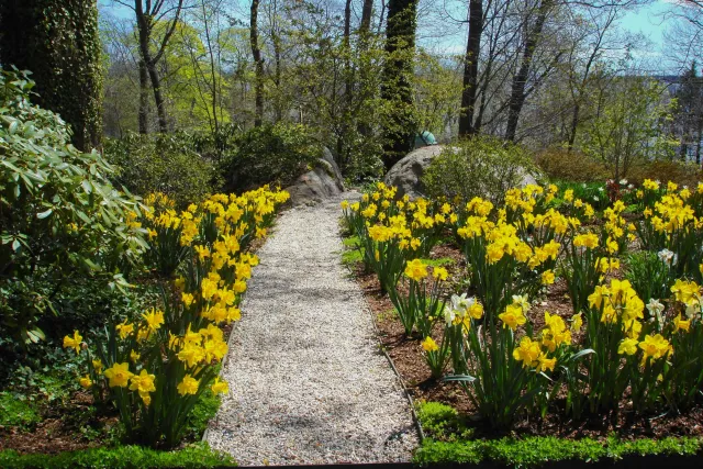 Spring Garden With Daffodils
