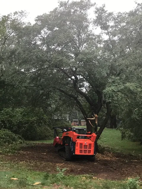 Clearing a Treee from backyard