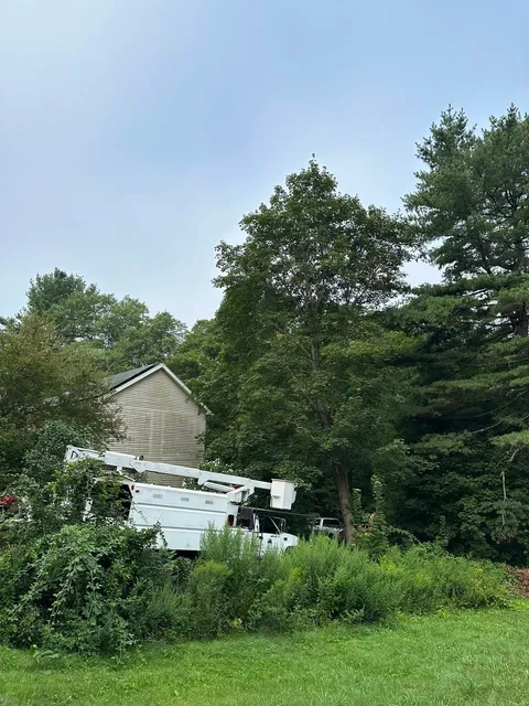 Dense brush and trees near barn
