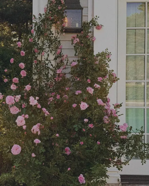 Stop and smell the roses

#gardening #smallbusiness #massachusetts