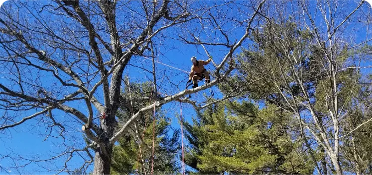 Professional tree care in Western Massachusetts
