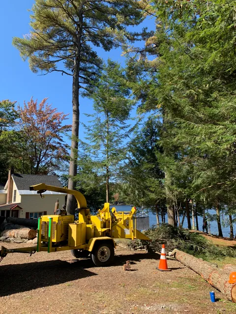 Ed’s top notch tree service & stump grinding work photo
