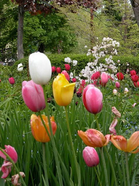 A garden with a variety of tulips in bloom, including pink, white, red, yellow, and orange, set against a backdrop of green foliage and trees.