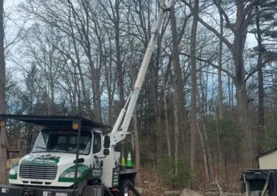 TW Tree Care work photo