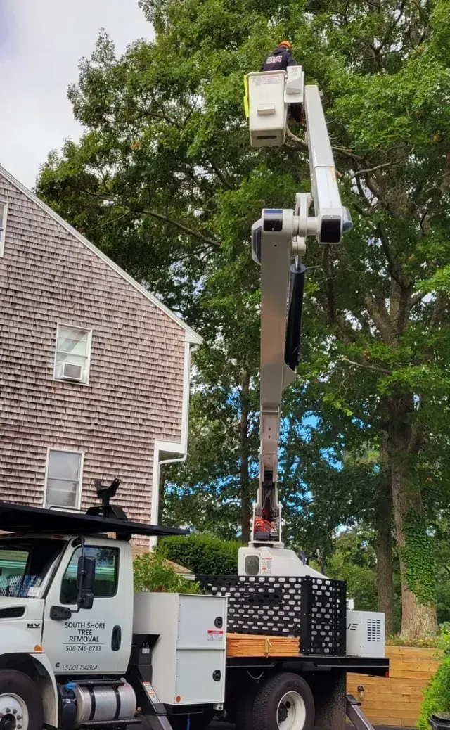 Truck with an elevated lift trimming a tree near a house.