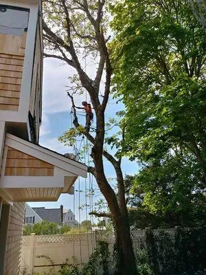 House exterior with tall tree beside a fenced yard under a partly cloudy sky