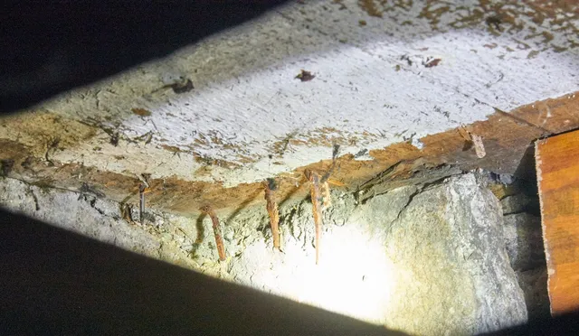 work photo from nutechpest.com