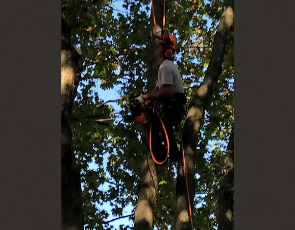 arborist image