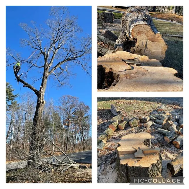 Stump Removal