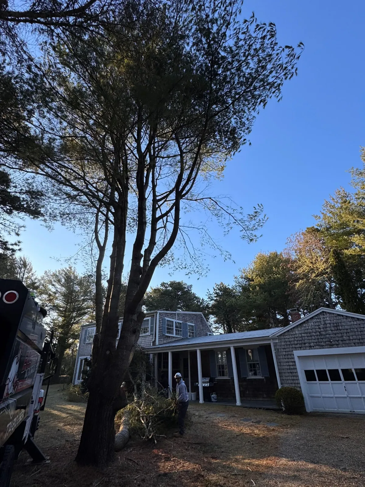 work photo from treebusterscapecod.com