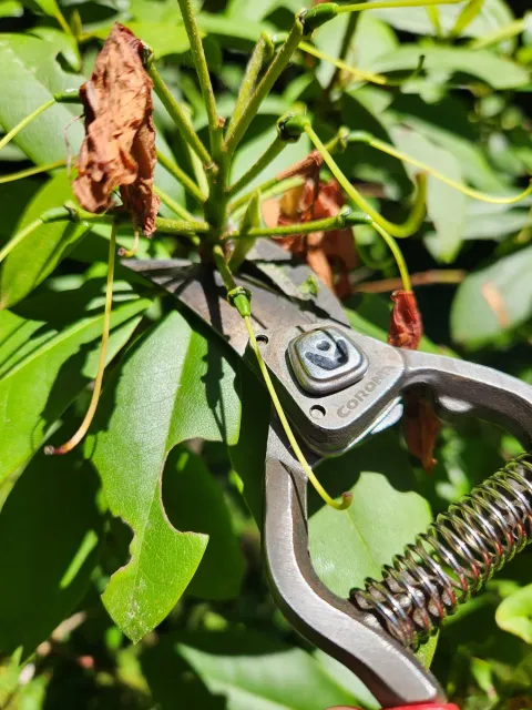 Sustainable landscapers, Easthampton Ma