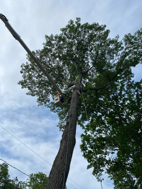 work photo from redboneturfandtree.com