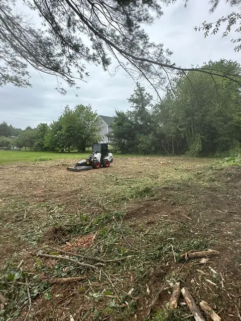 Tree Removal gallery