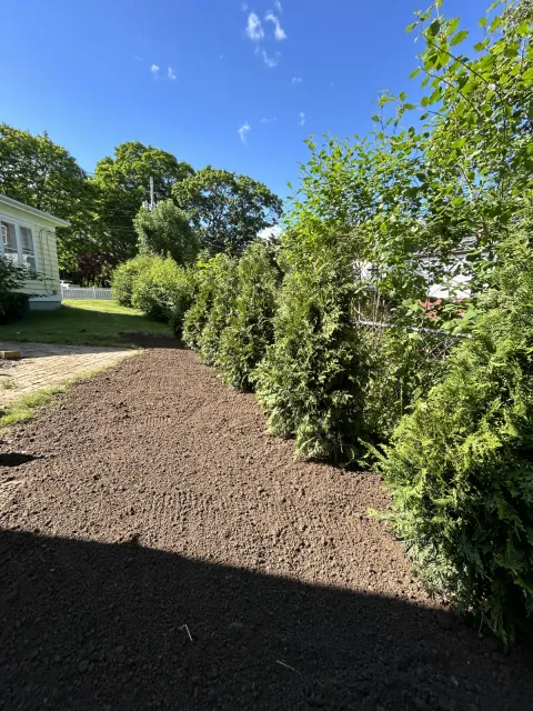 Fresh mulch bed installation along privacy hedges for a residential landscape