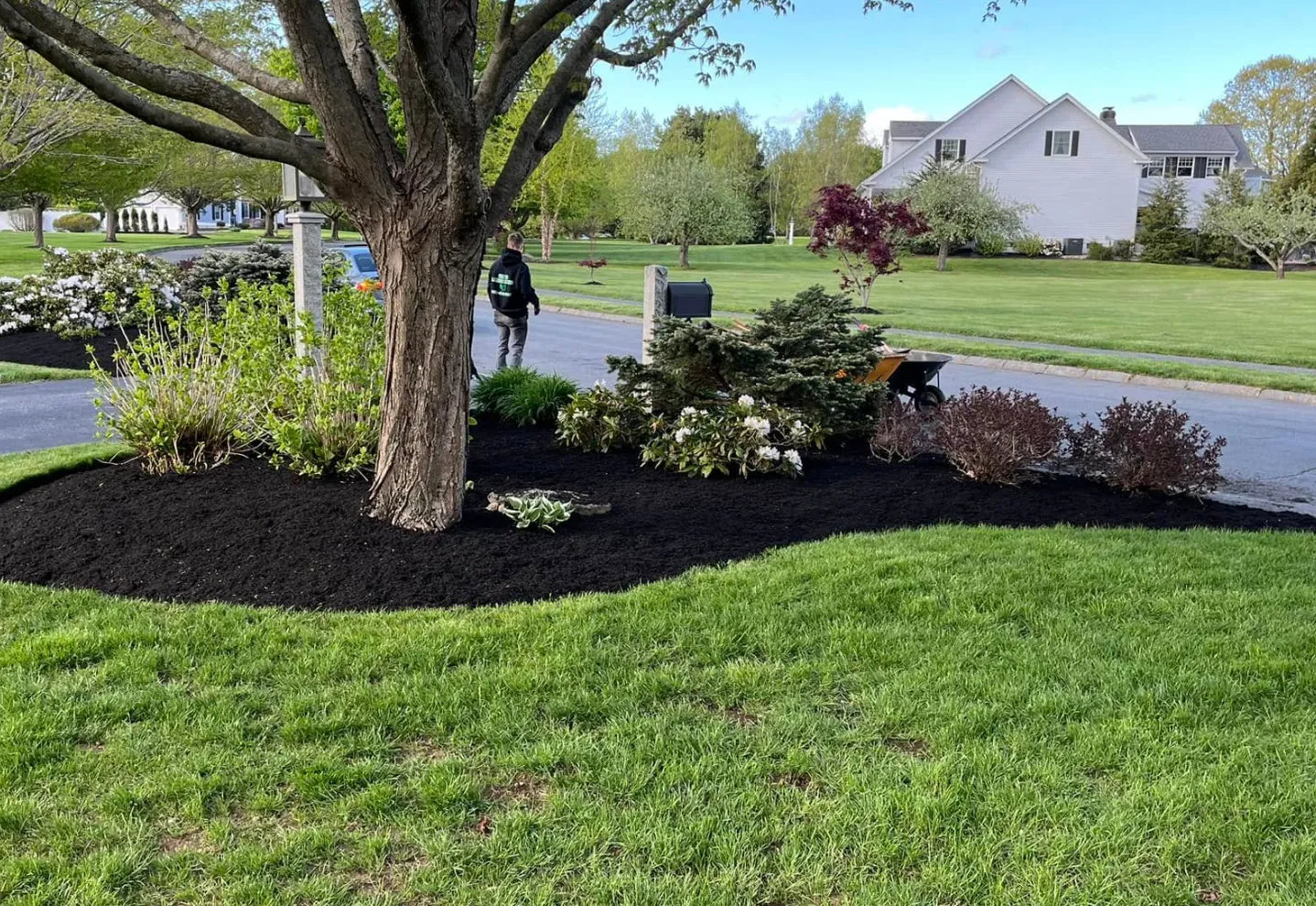 Neighborhood yard with freshly laid black mulch, mature tree, green grass, and various shrubs, with a person in a black hoodie walking near the street and houses in the background.