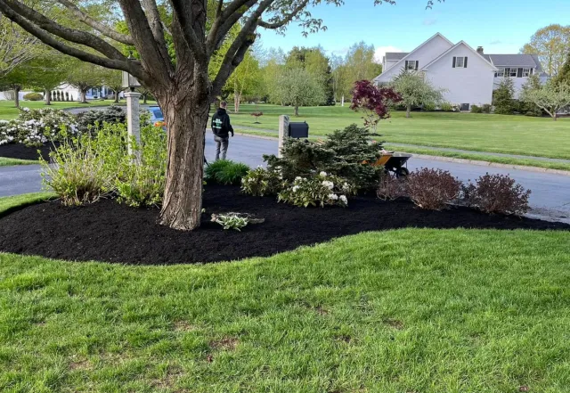 Neighborhood yard with freshly laid black mulch, mature tree, green grass, and various shrubs, with a person in a black hoodie walking near the street and houses in the background.