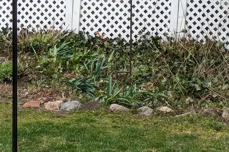 Professional Landscaper